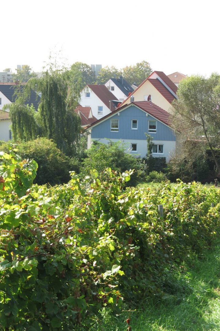 GAGFAH Häuser Sicht von Weinbergen GAGFAH Häuser Sicht von Weinbergen