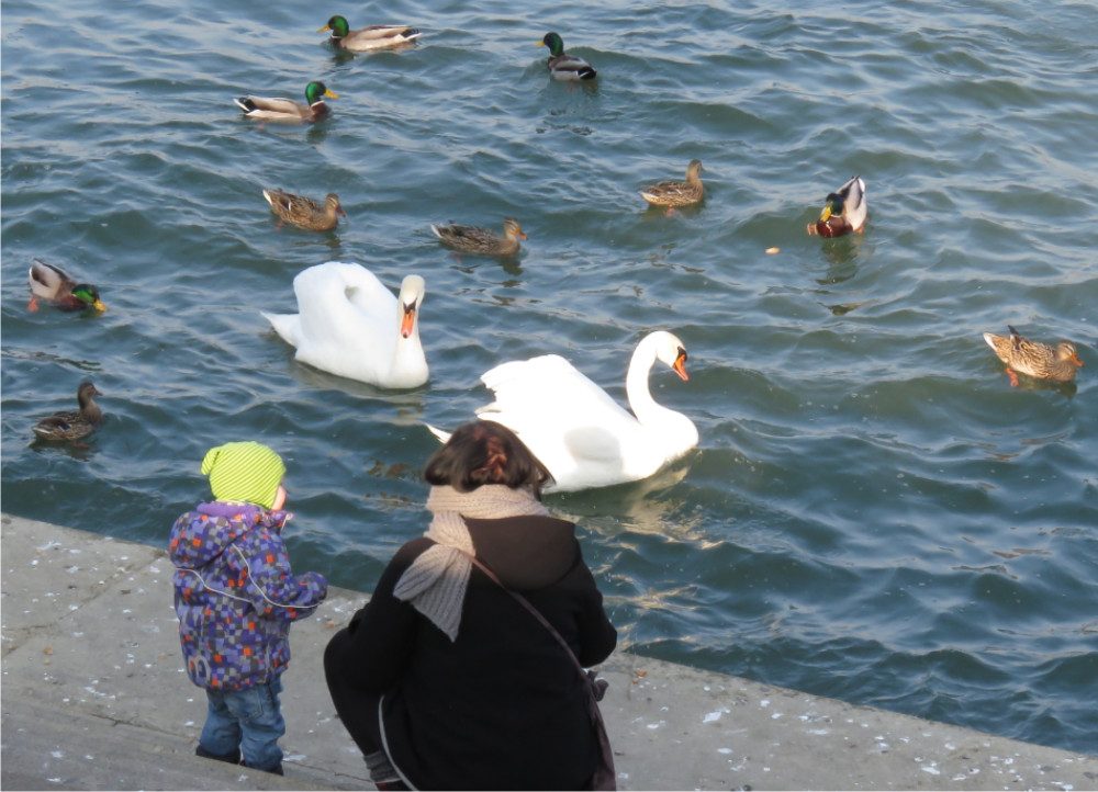 Mutter mit Kind und Enten und Schwänen am Rhein Mutter mit Kind und Enten und Schwänen am Rhein